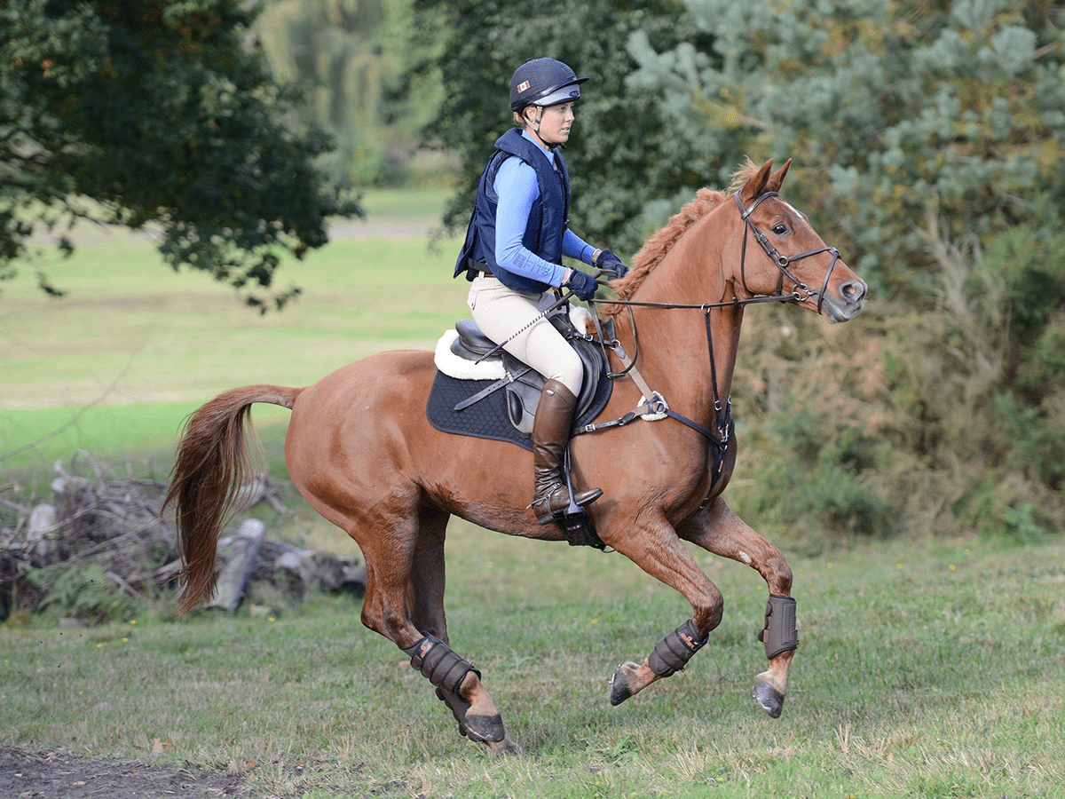 Set Up Rider Setting standards | Horse and Rider