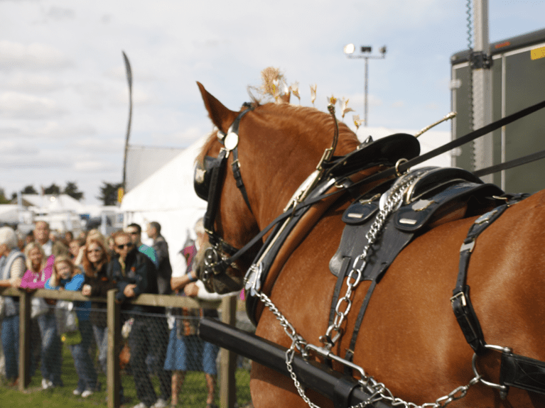 Heavy-horse-driving-at-HOYS