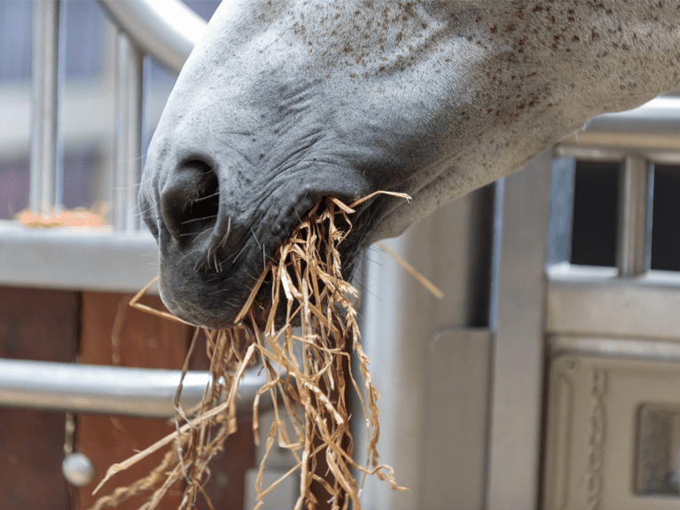 NAF-advertorial-inflammation-in-horses