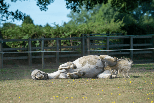 Banish-those-stains-horse rolling in field