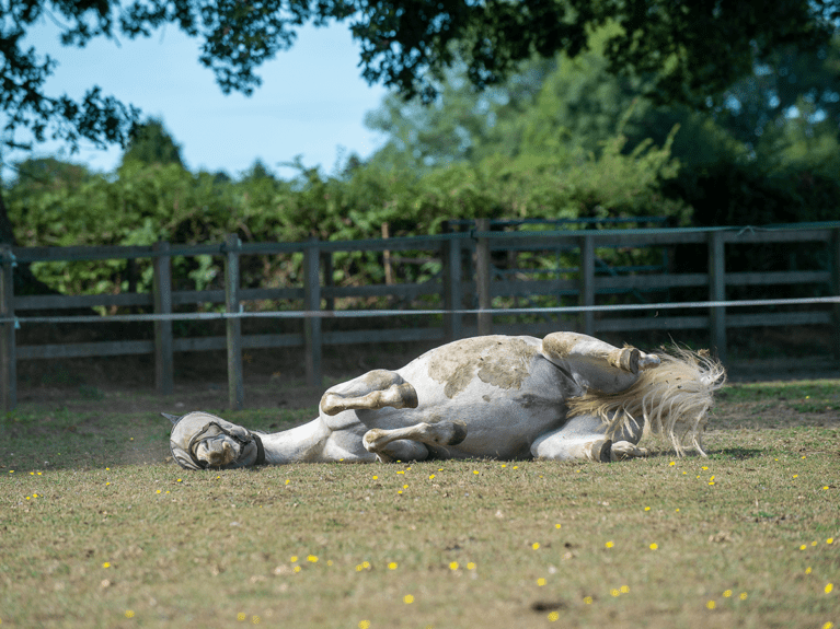 Banish-those-stains-horse rolling in field