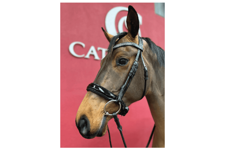 Cathedral-Equine-Beelsby-patent-cavesson-bridle