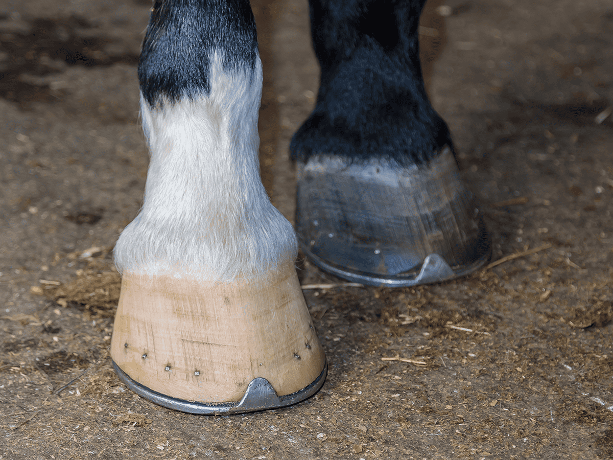New scientific evidence overthrows earlier theory on horse hoof evolution |  Horse and Rider