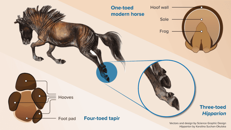 Horse_hOOF_research_press_release