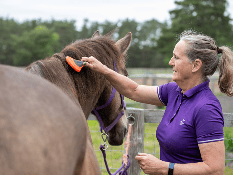 14-non-ridden-ways-to-enjoy-your-horse