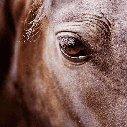 Eyes-facts-horses-eyes