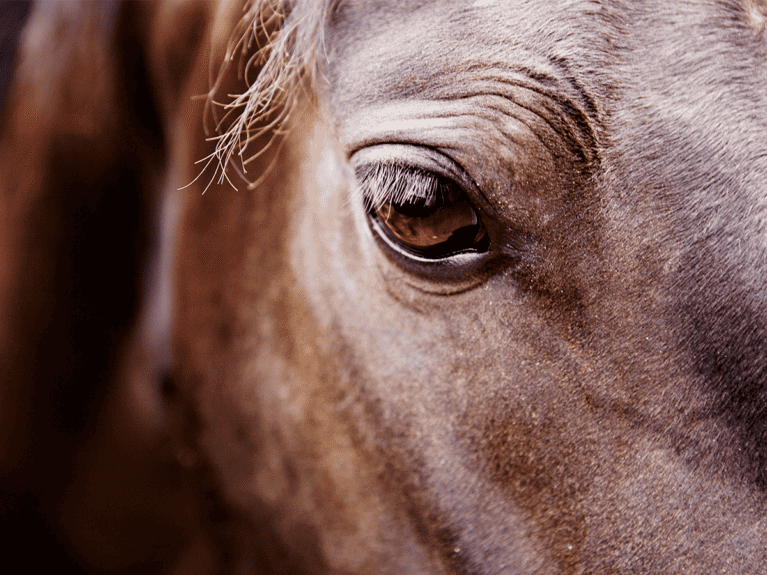 Eyes-facts-horses-eyes