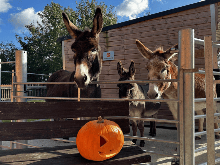 HR-Donkey-sanctuary-pumpkins