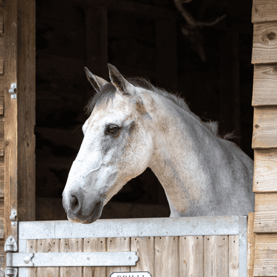 relaxed-horses-are-better-learners