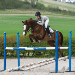 showjumping-solutions