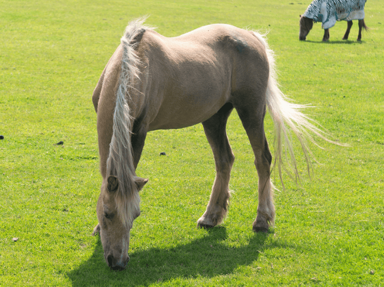 Research-aims-to-improve-care-of-equines-with-PPID