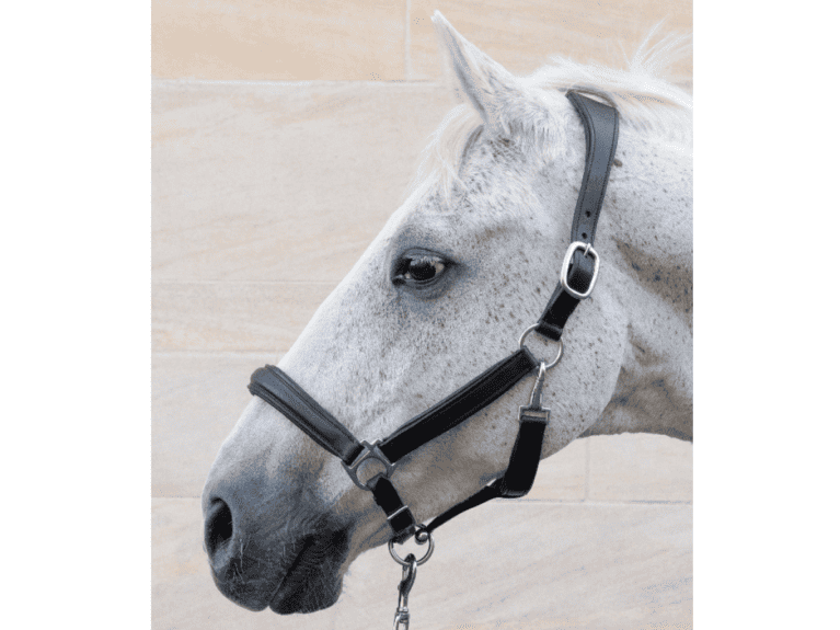 Cathedral-equine-headcollar
