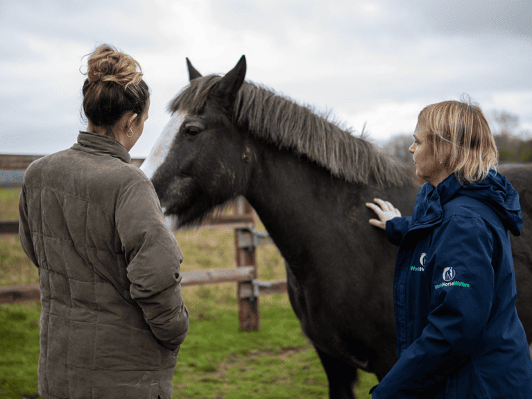 Charity-launches-scheme-to-support-struggling-horse-owners