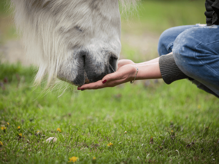 BHS-warns-public-against-feeding-horse