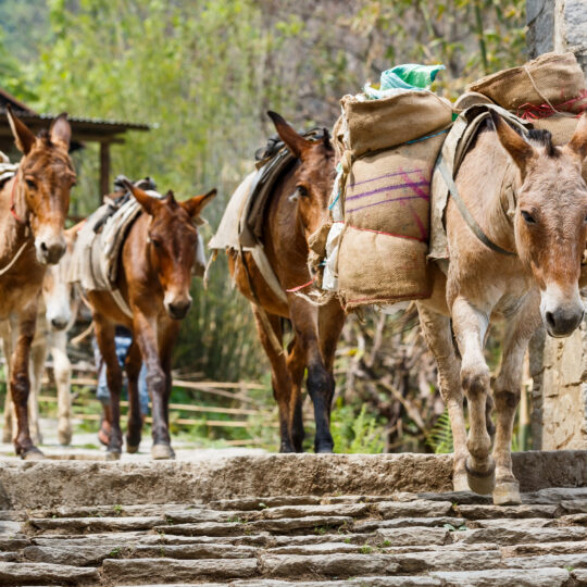 Himalayan horse caravan