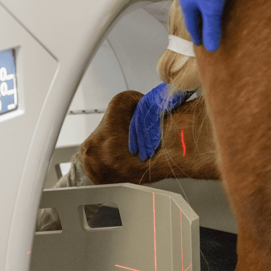 HR_WEB_Revolutionary-CT-scanner-to-benefit-equine-patients-at-RVC