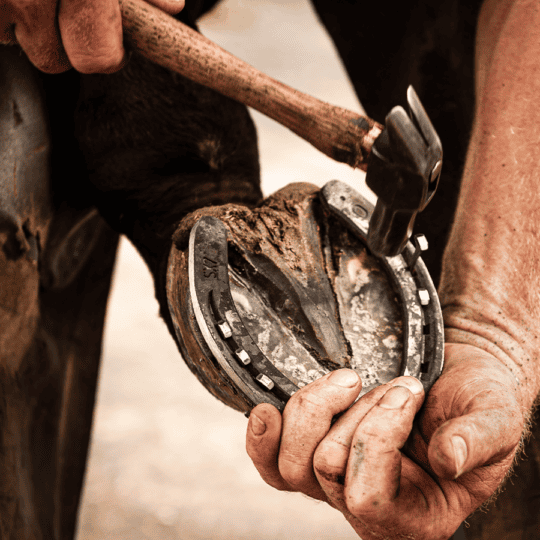 10-things-your-farrier-wished-you-did