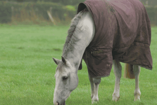 Feeding-the-older-horse