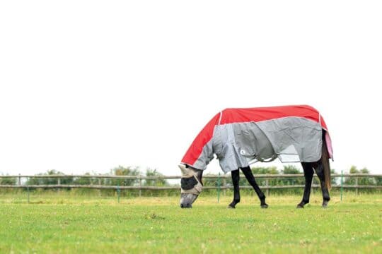 Plants poisonous to horses