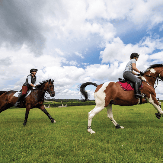 Choosing the right horse